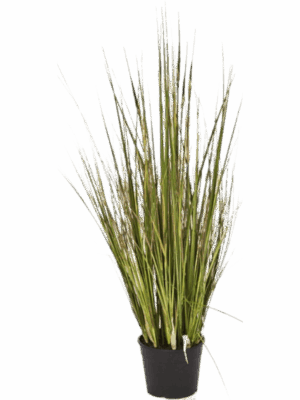 Grass Bamboo