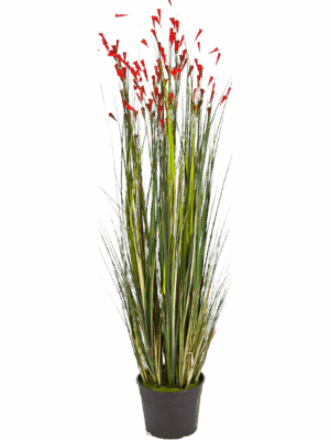 Grass Coral