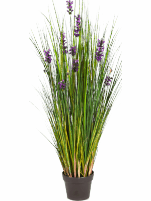 Grass Lavender