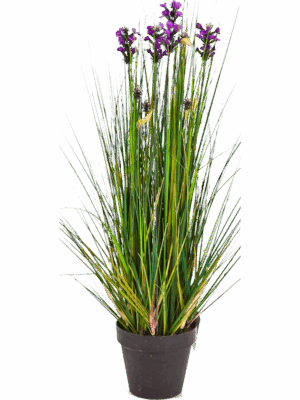 Grass Lavender