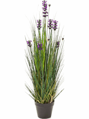Grass Lavender
