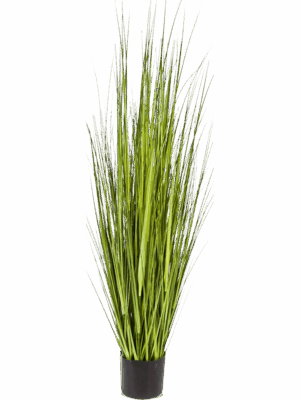 Grass Carex