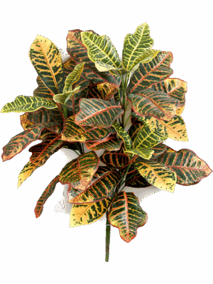 Croton