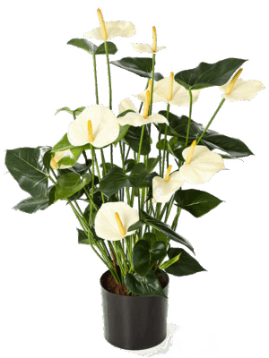 Anthurium