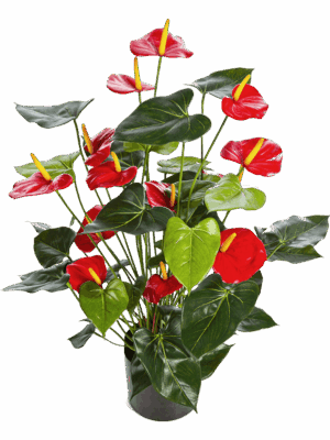 Anthurium