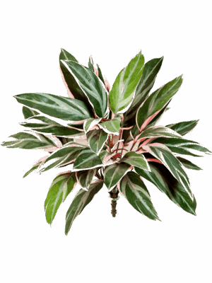 Cordyline