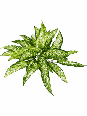 Aglaonema