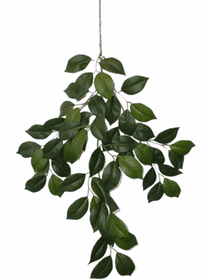 Camelia