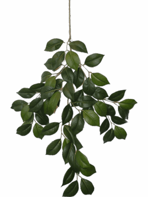Camelia
