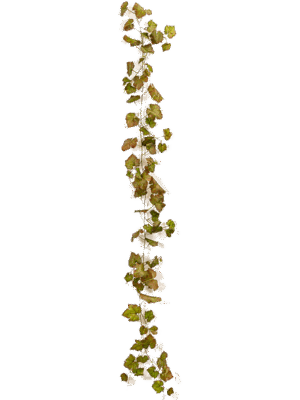 Grape Ivy