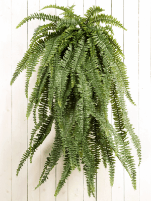 Fern