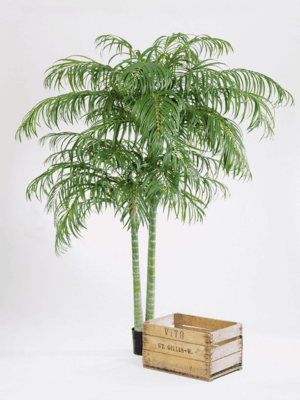Areca