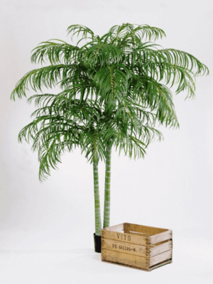 Areca