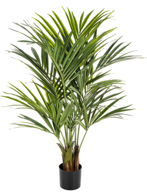 Natural Kentia Palm