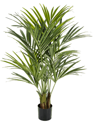 Kentia