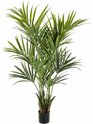 Kentia