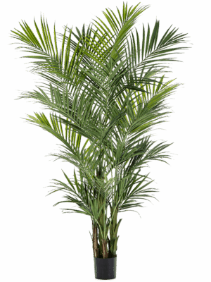 Kentia