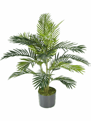 Areca