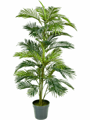 Areca