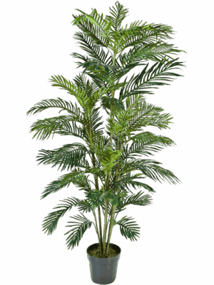 Areca