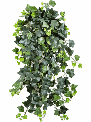 Ivy