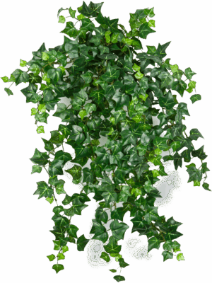 Ivy English