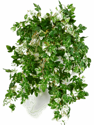 Ampelopsis