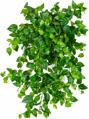 Philodendron