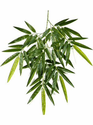 Bamboo