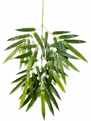 Bamboo Giant