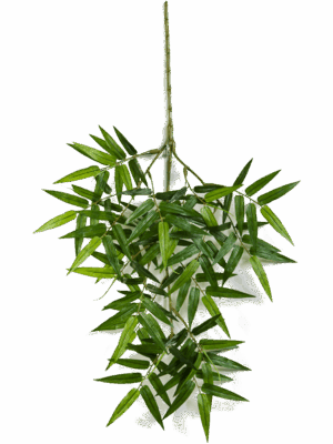 Bamboo Oriental