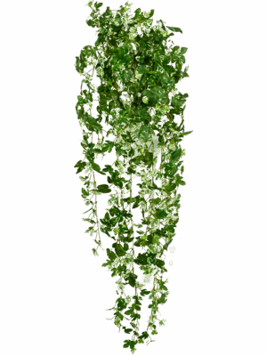 Ivy Maple