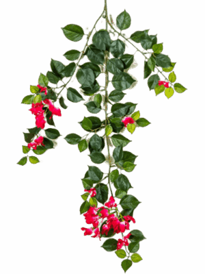Bouganvillea