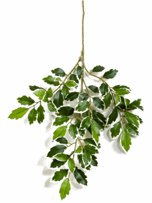 Ficus Folia Var.