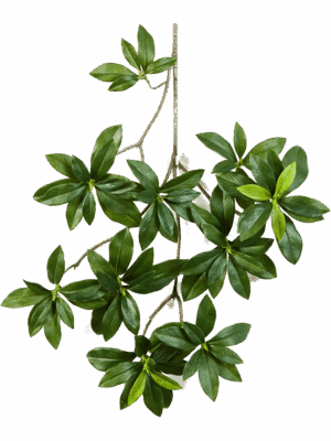 Euonymus Japonicus