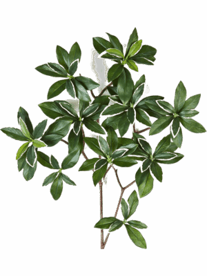 Euonymus Japonicus