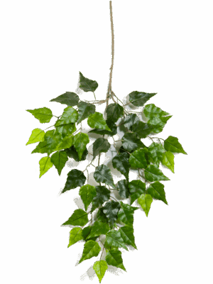Birch
