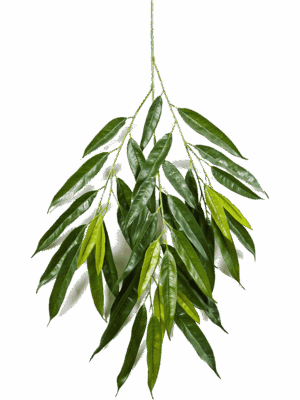 Ficus Royal Longifolia