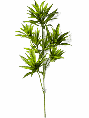 Dracaena Reflexa