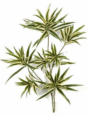 Dracaena Reflexa Var.
