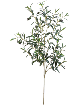 Giant Olive