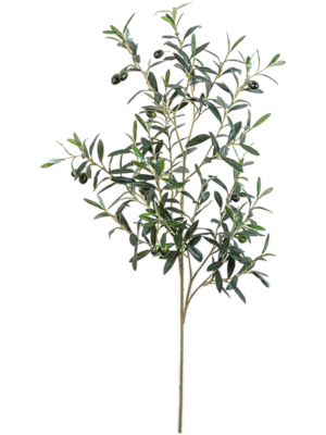 Giant Olive