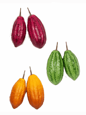 Cacao