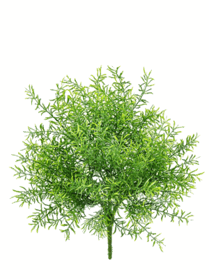 Asparagus