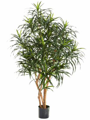 Dracaena Anita