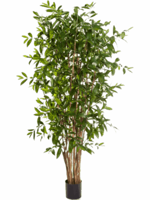 Dracaena Surculosa