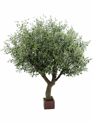 Olive Tree