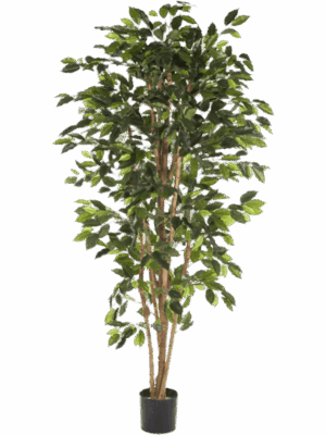 Ficus Nitida