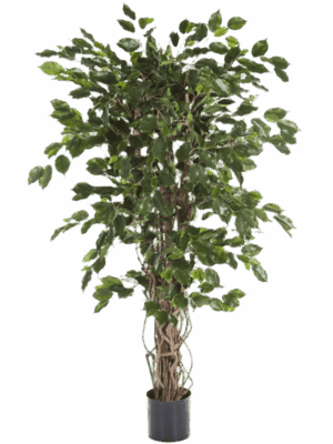 Ficus Liana Exotica