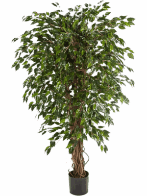 Ficus Hawaiian Liana